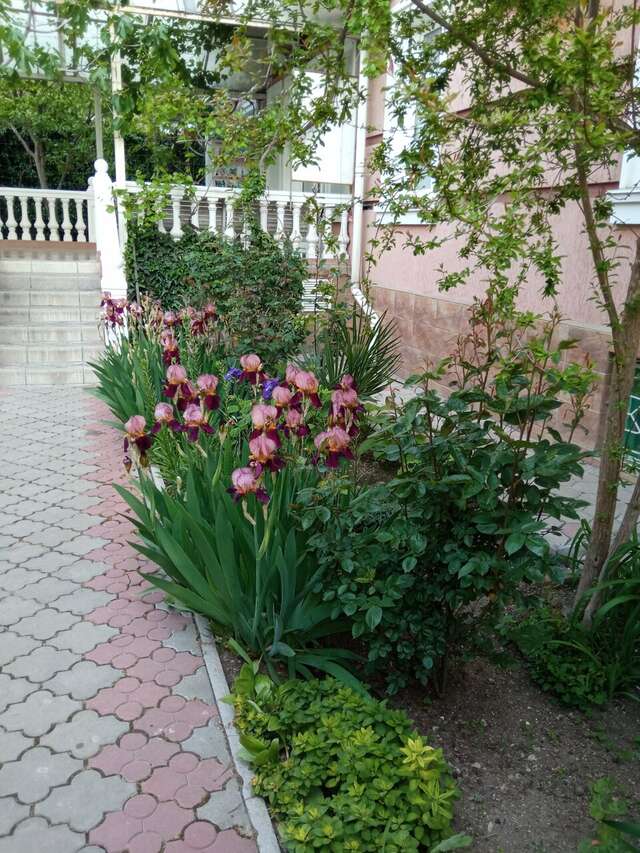 Гостиница Витекс Алушта-115